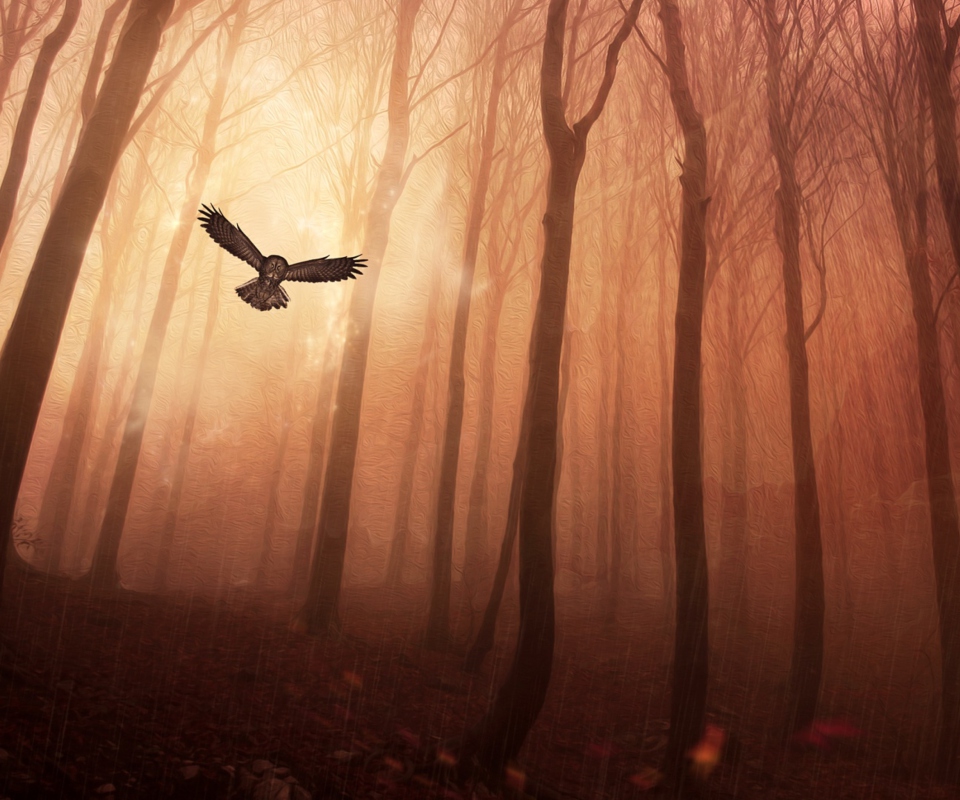 Обои Dark Owl In Dark Forest 960x800