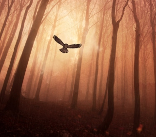 Dark Owl In Dark Forest Wallpaper for 128x128