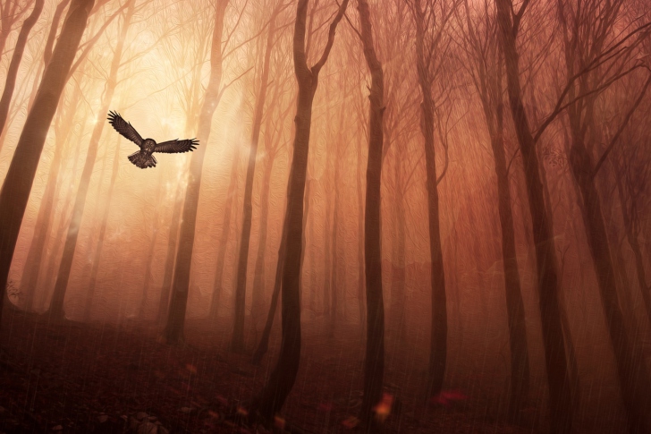 Обои Dark Owl In Dark Forest