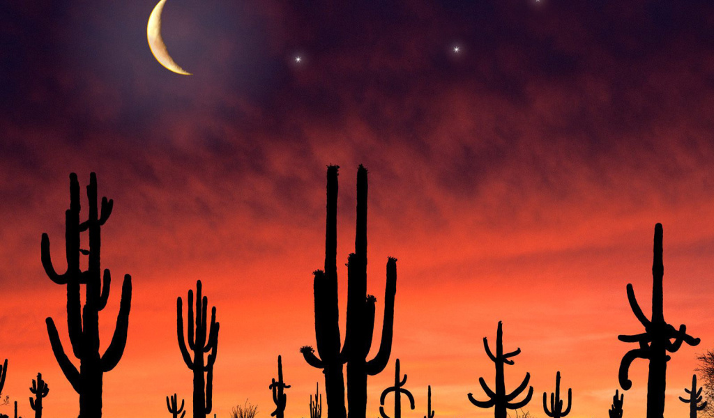 Sfondi Saguaro National Park in Arizona 1024x600