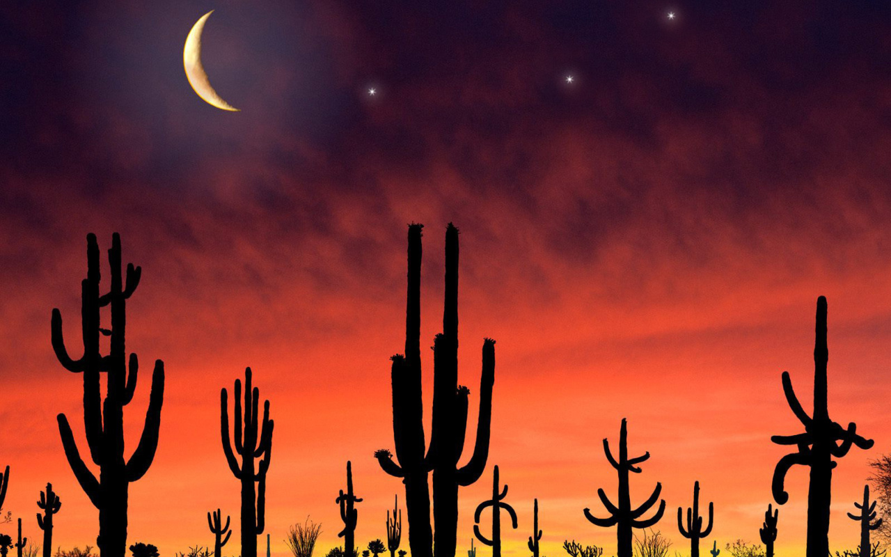 Fondo de pantalla Saguaro National Park in Arizona 1280x800