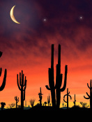 Fondo de pantalla Saguaro National Park in Arizona 132x176