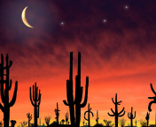 Screenshot №1 pro téma Saguaro National Park in Arizona 176x144