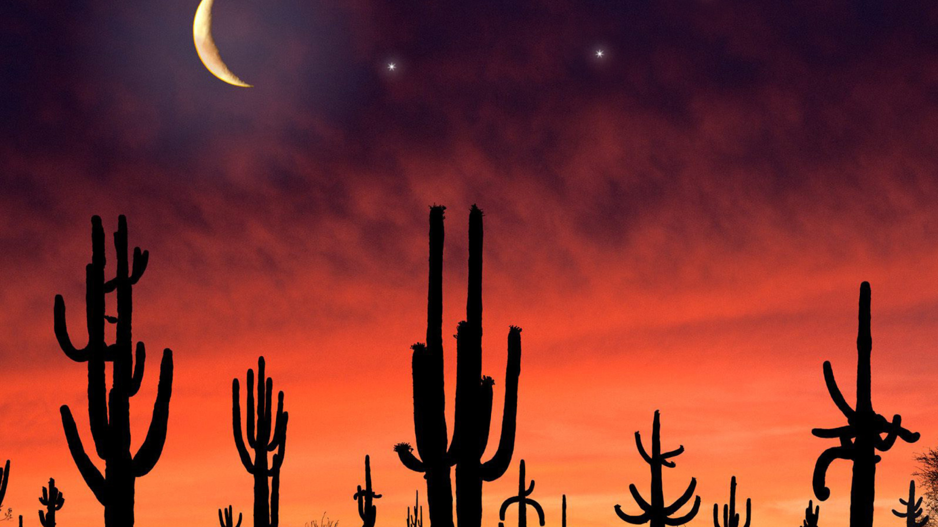 Das Saguaro National Park in Arizona Wallpaper 1920x1080