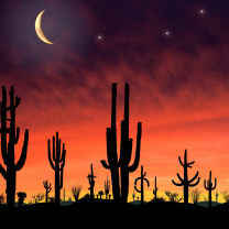 Screenshot №1 pro téma Saguaro National Park in Arizona 208x208