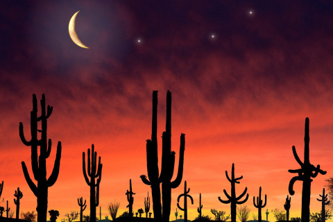 Screenshot №1 pro téma Saguaro National Park in Arizona 480x320