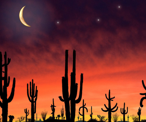 Saguaro National Park in Arizona screenshot #1 480x400