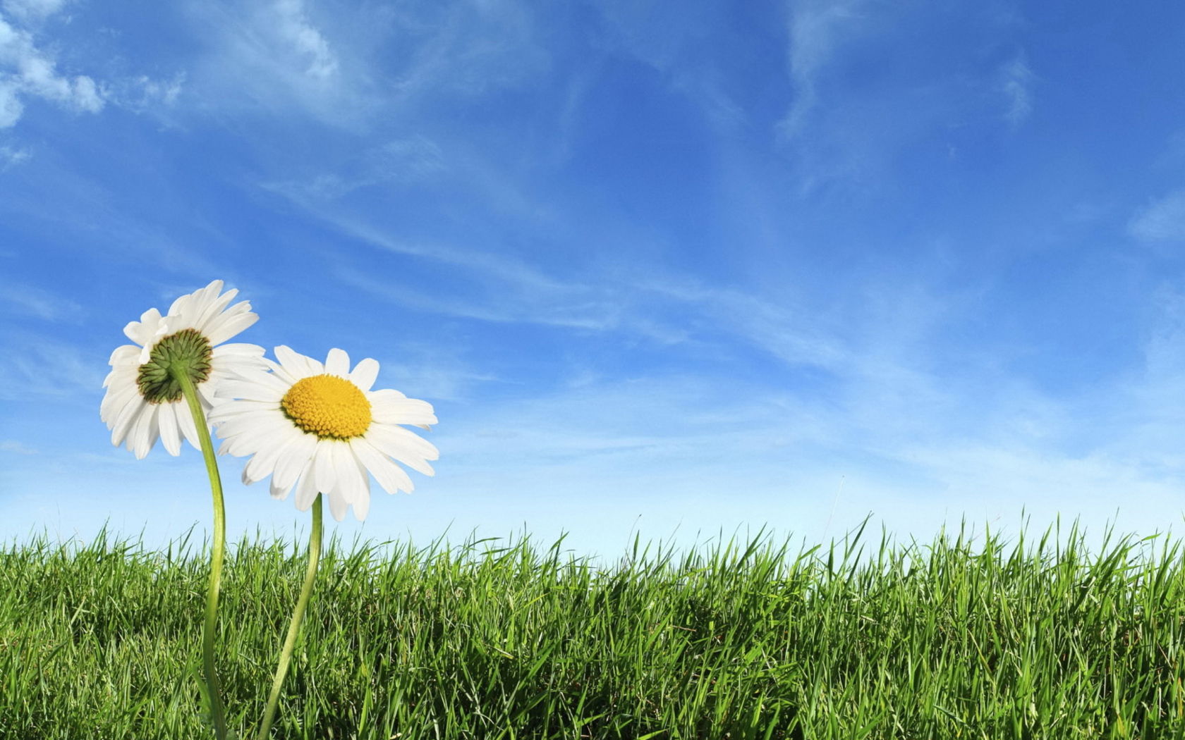 Обои Two Chamomile Under Blue Sky 1680x1050