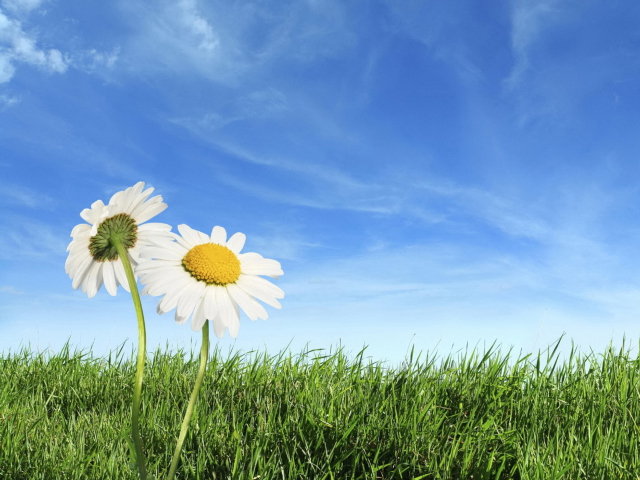 Two Chamomile Under Blue Sky wallpaper 640x480