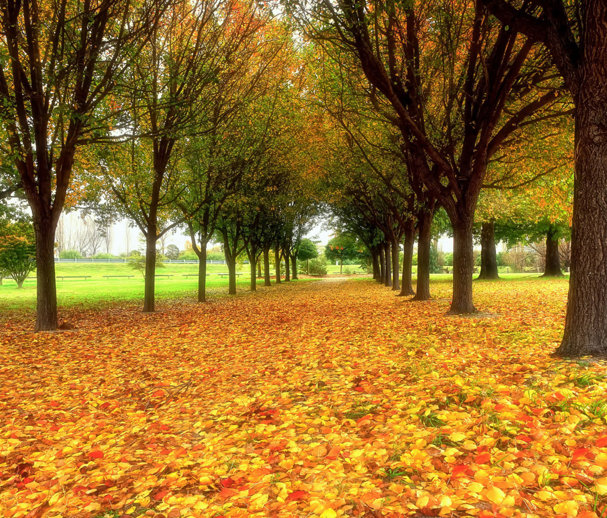 Autumn quiet park wallpaper 1200x1024