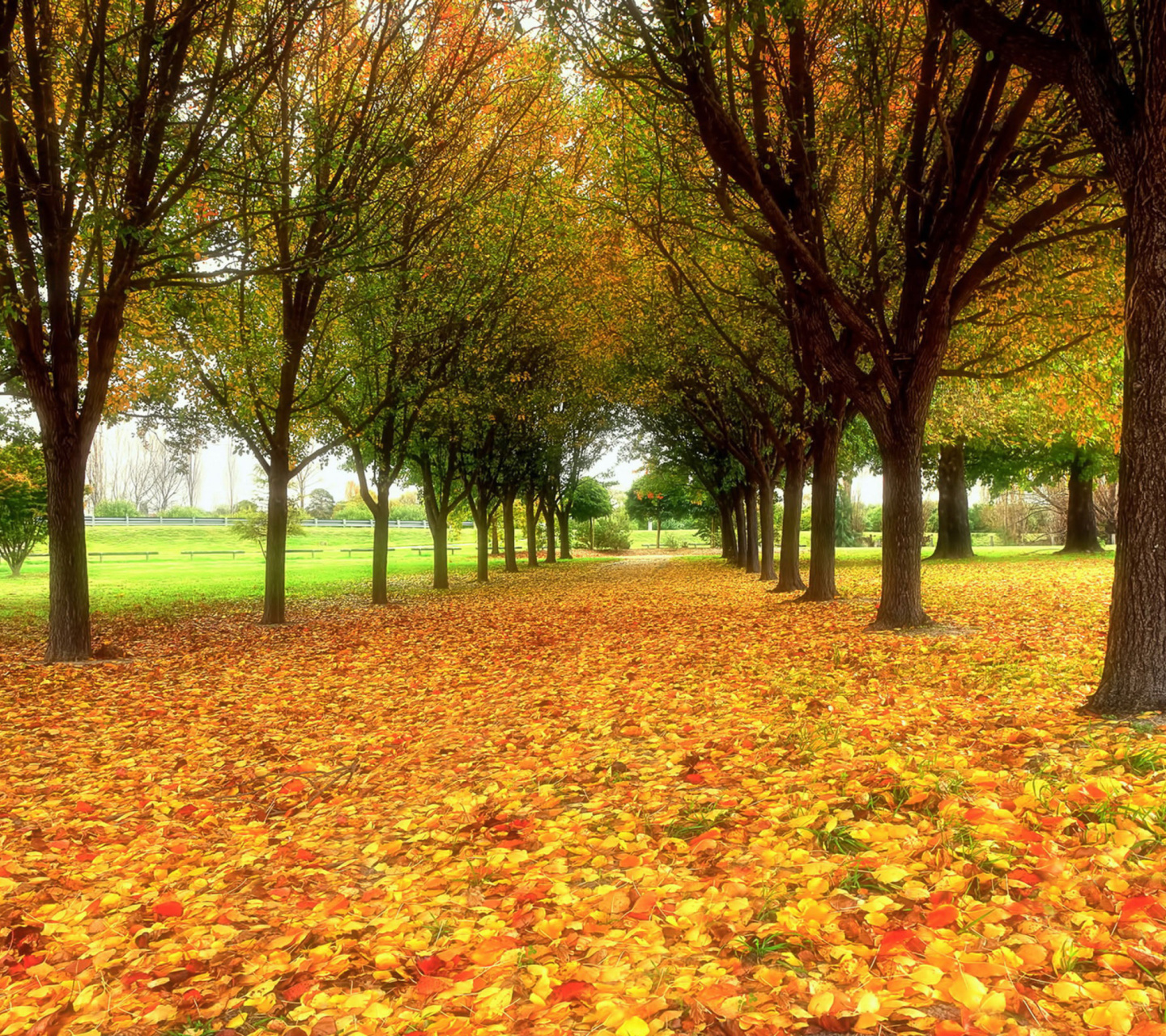 Autumn quiet park wallpaper 1440x1280