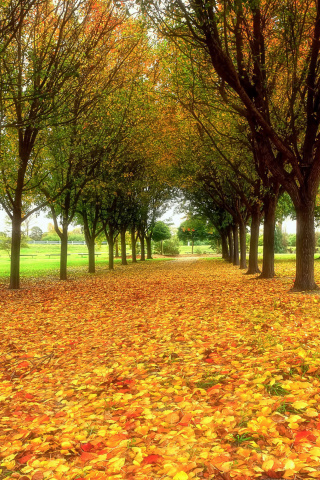 Autumn quiet park wallpaper 320x480