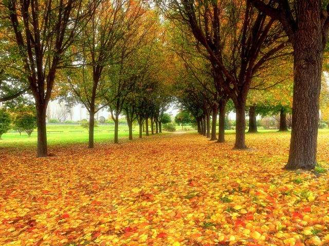 Autumn quiet park wallpaper 640x480