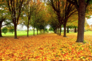 Autumn quiet park Background for Android, iPhone and iPad