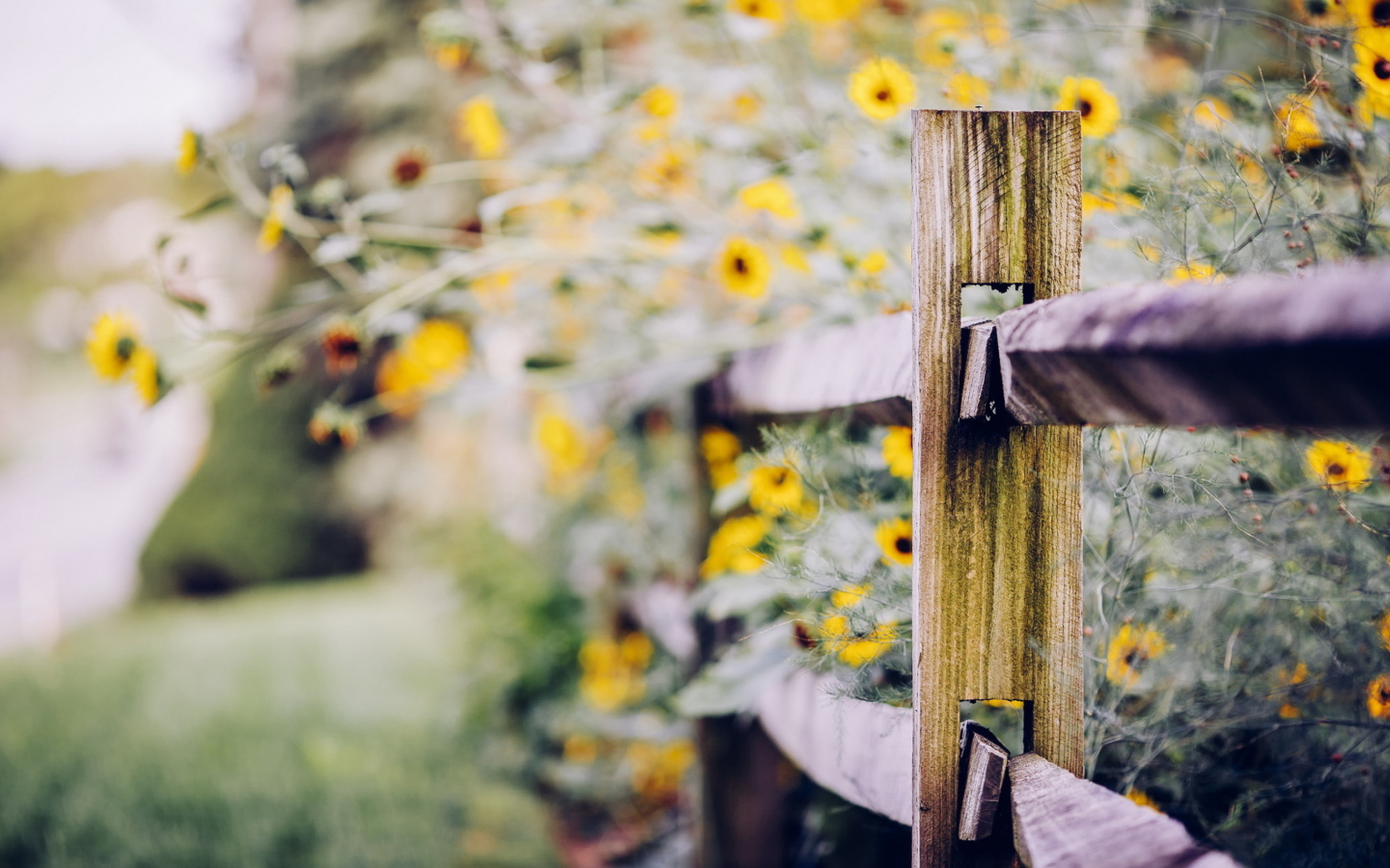 Screenshot №1 pro téma Yellow Flowers Behind Fence 1440x900