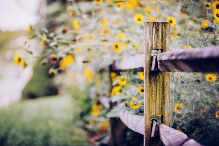 Fondo de pantalla Yellow Flowers Behind Fence