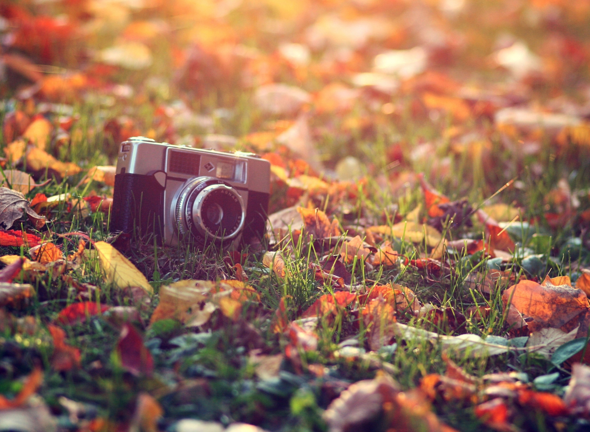 Screenshot №1 pro téma Old Camera On Green Grass And Autumn Leaves 1920x1408