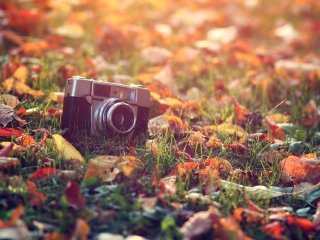 Fondo de pantalla Old Camera On Green Grass And Autumn Leaves 320x240