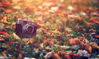 Old Camera On Green Grass And Autumn Leaves - Obrázkek zdarma 