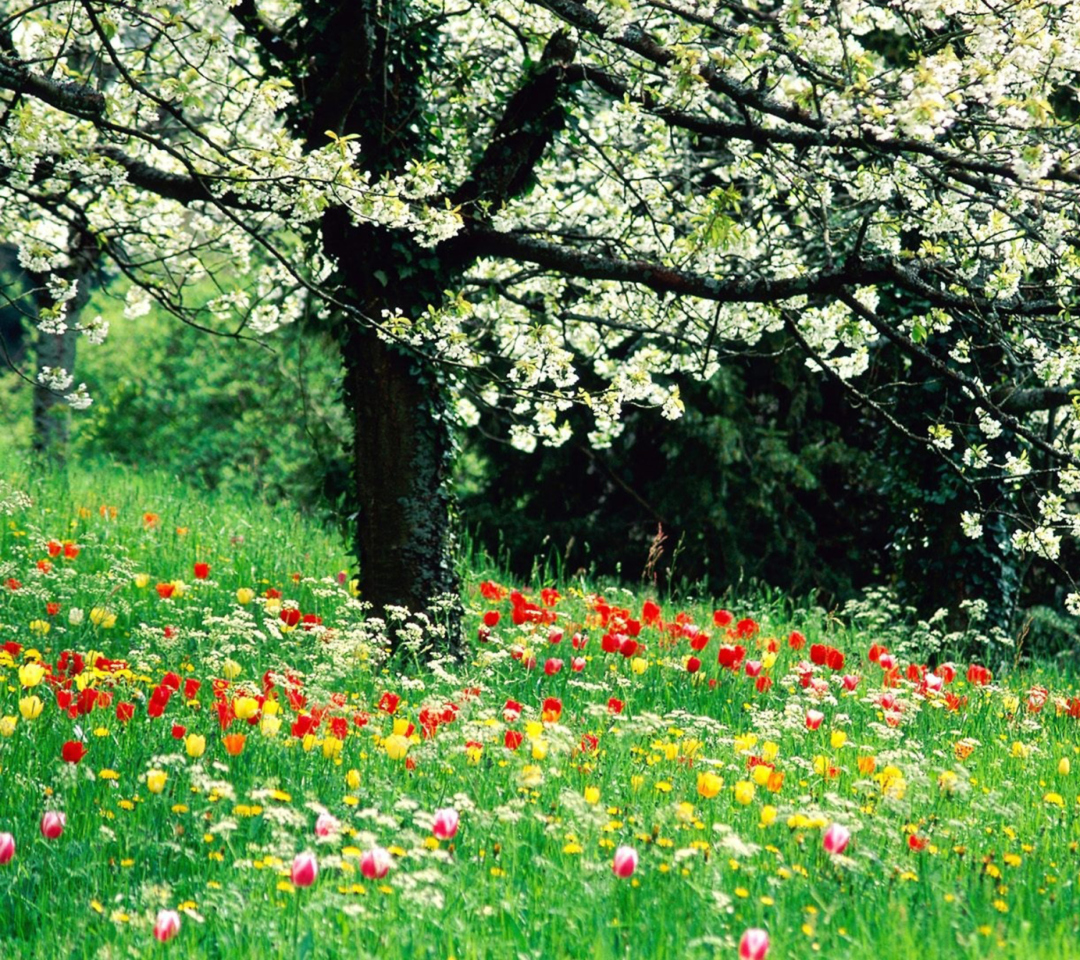 Fondo de pantalla Spring Forest Flowers 1080x960