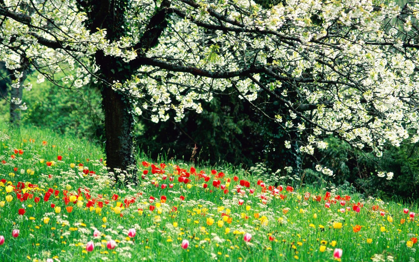 Das Spring Forest Flowers Wallpaper 1440x900