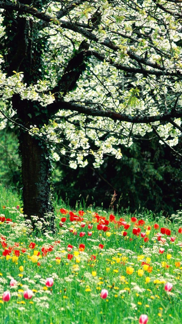 Das Spring Forest Flowers Wallpaper 640x1136