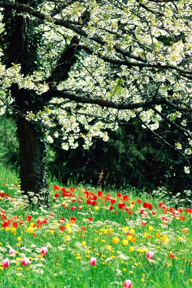 Das Spring Forest Flowers Wallpaper 640x960