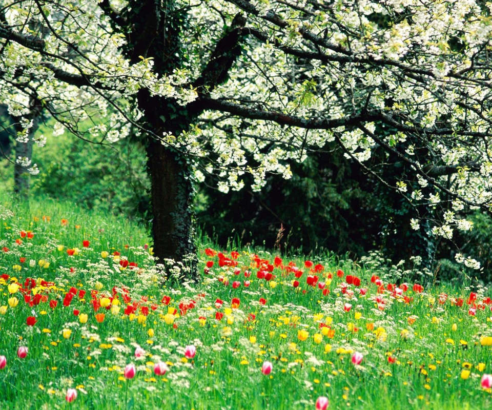 Spring Forest Flowers wallpaper 960x800