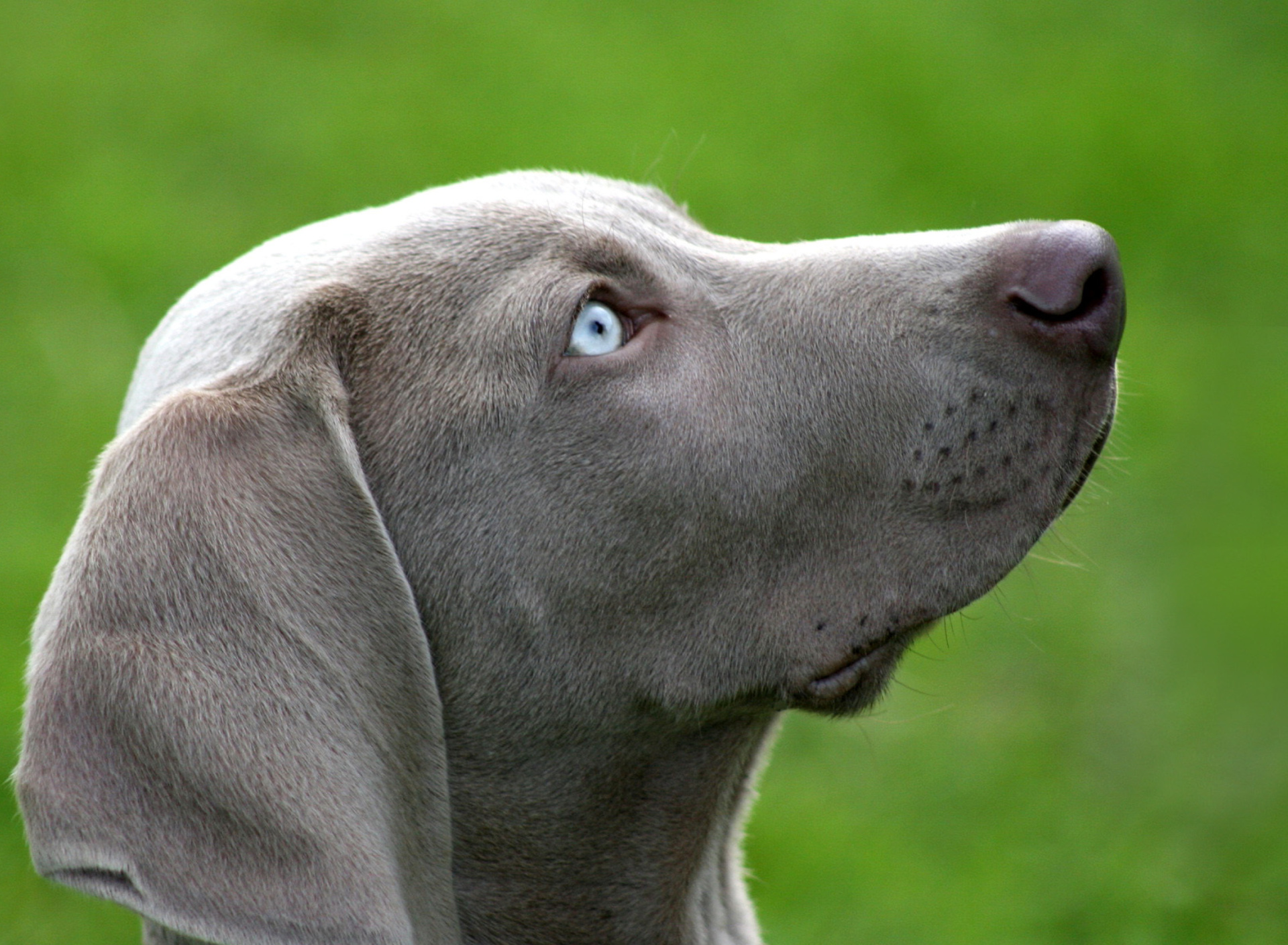 Sfondi Weimaraner Puppy 1920x1408