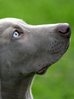 Fondo de pantalla Weimaraner Puppy 240x320