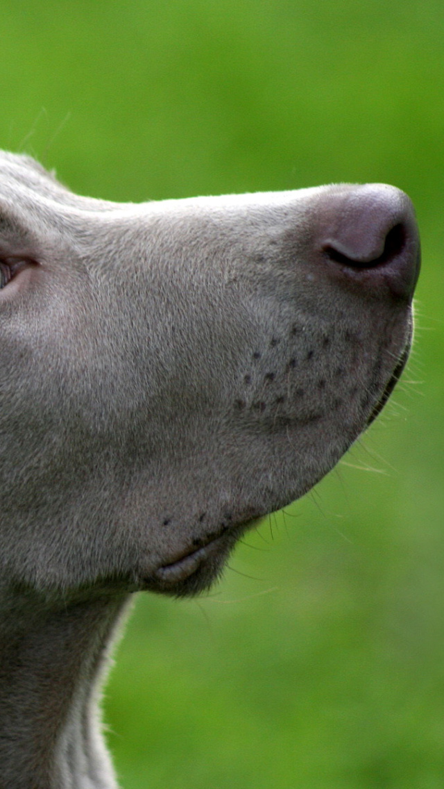 Screenshot №1 pro téma Weimaraner Puppy 640x1136