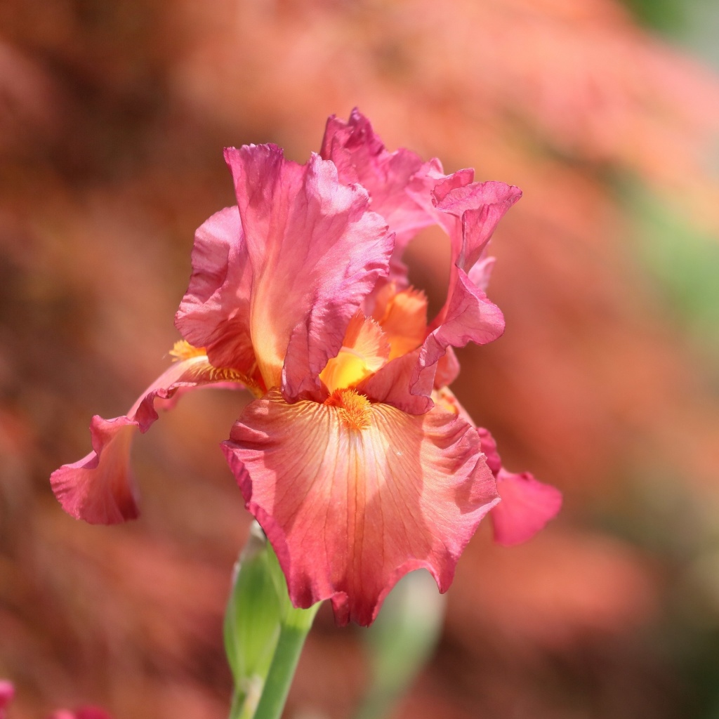 Das Macro Pink Irises Wallpaper 1024x1024