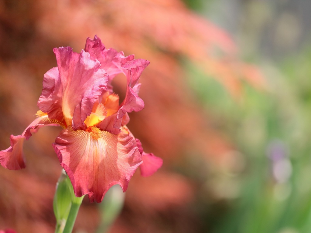 Das Macro Pink Irises Wallpaper 1024x768