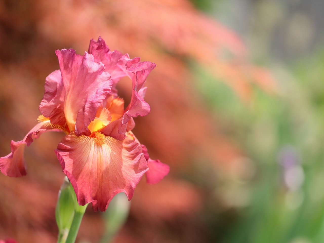 Sfondi Macro Pink Irises 1280x960