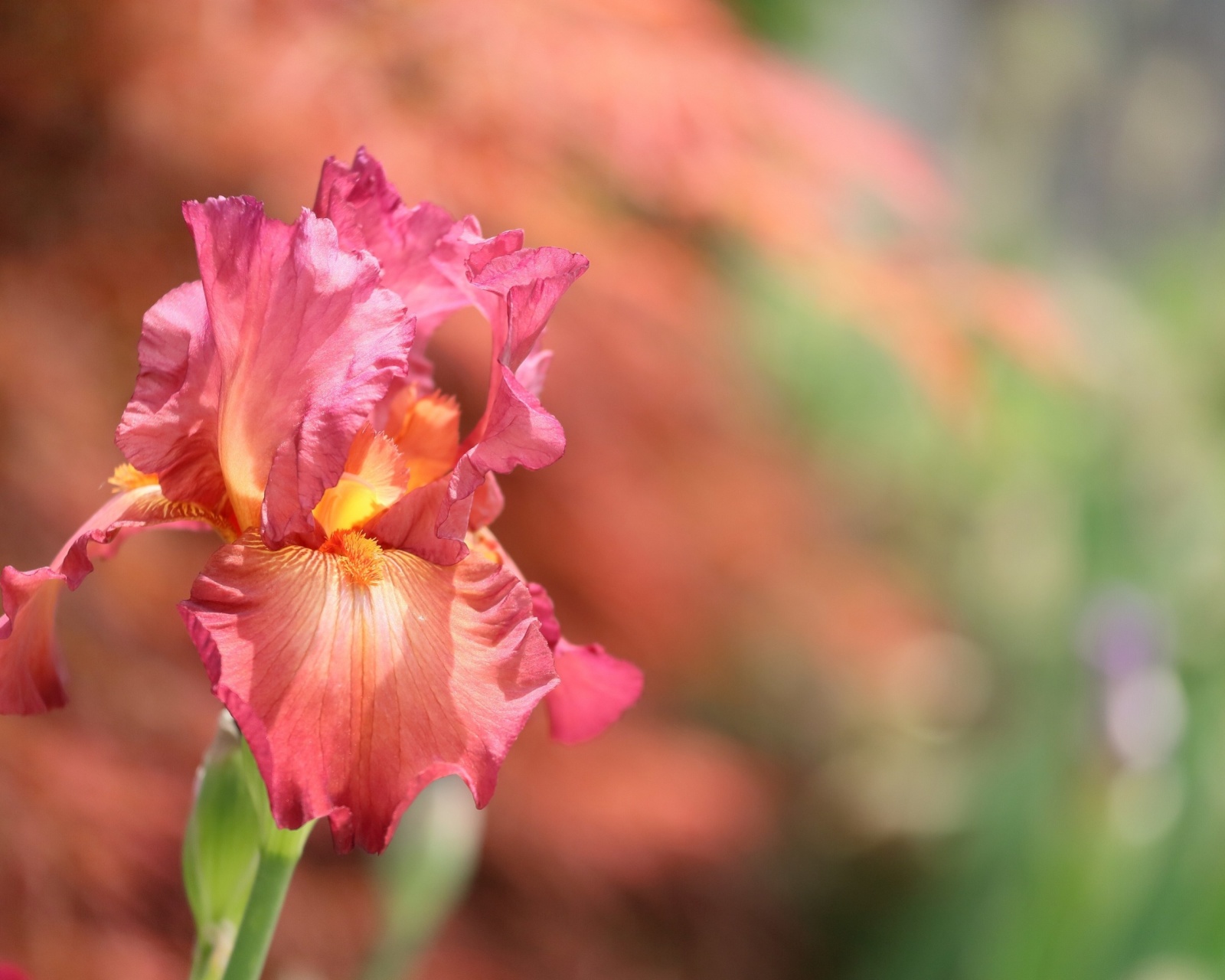 Обои Macro Pink Irises 1600x1280