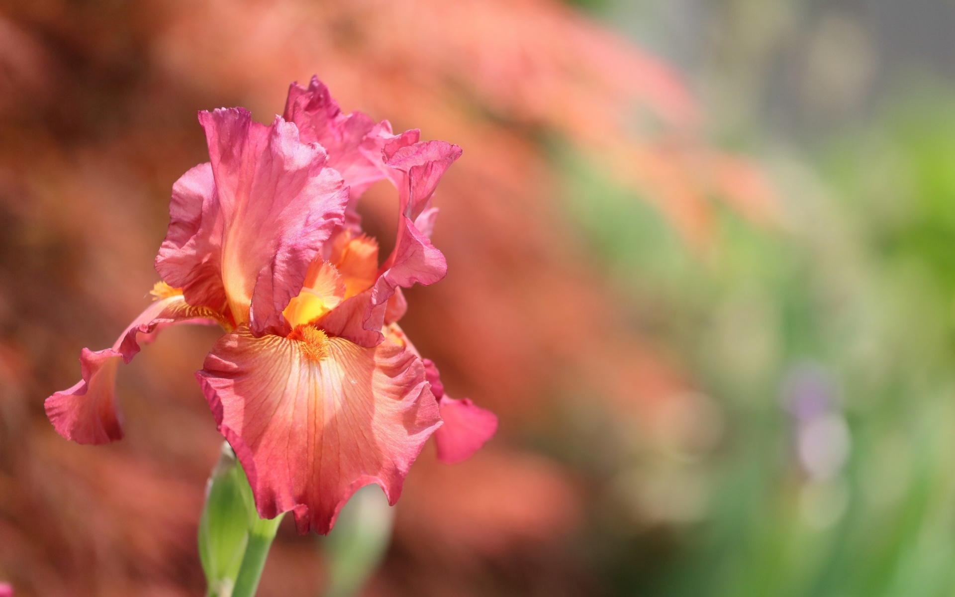 Fondo de pantalla Macro Pink Irises 1920x1200