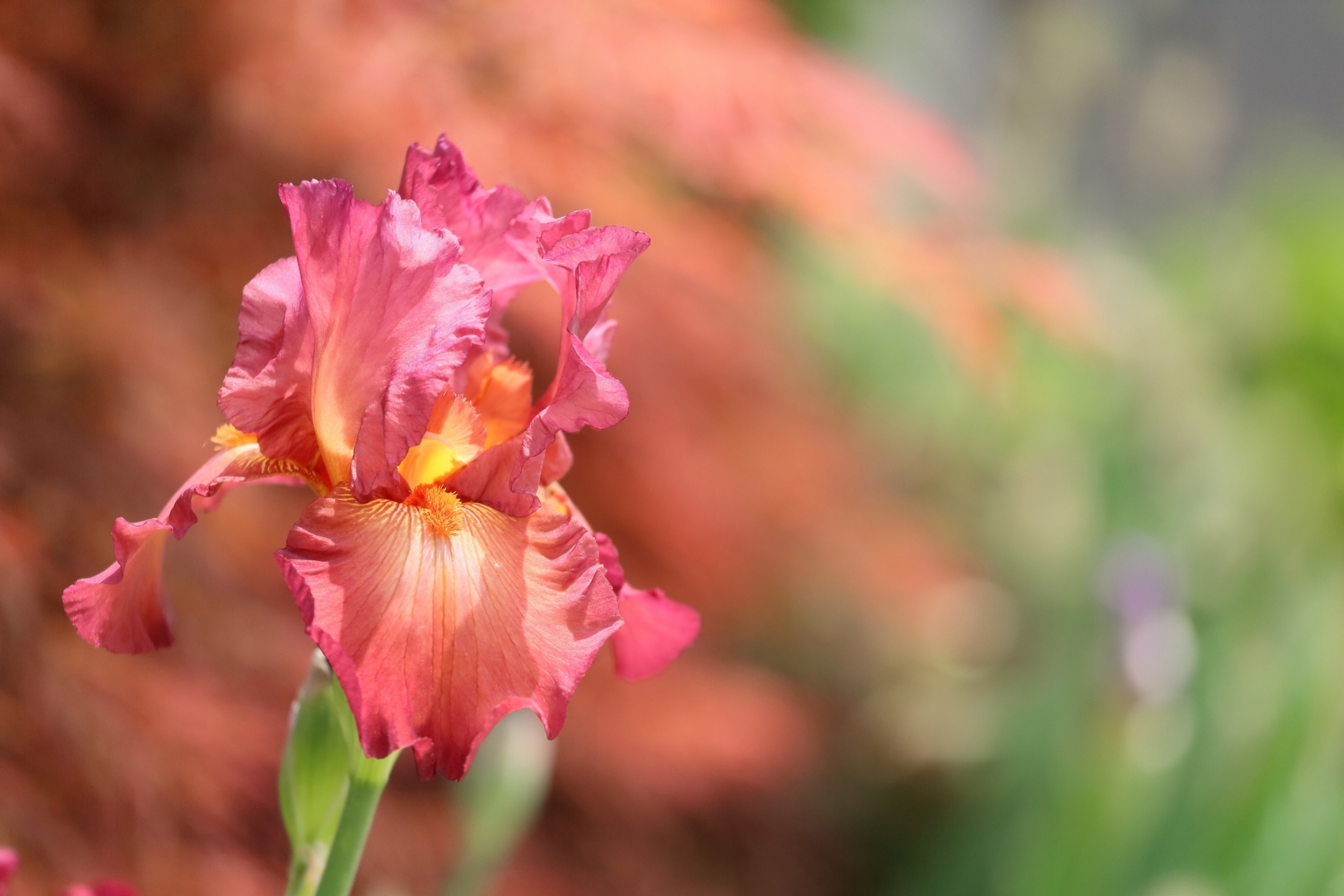 Macro Pink Irises wallpaper 2880x1920