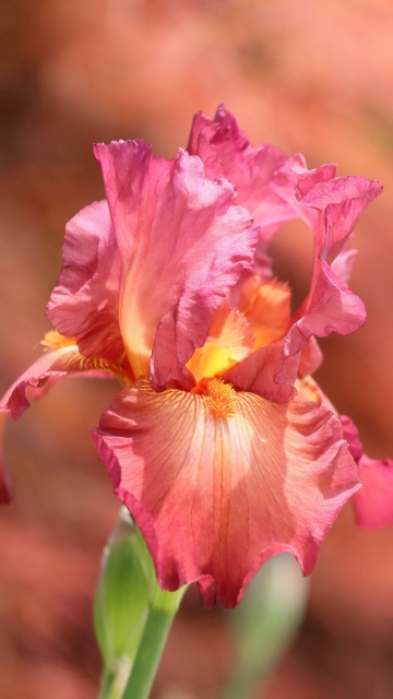 Macro Pink Irises wallpaper 360x640