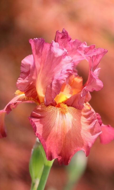 Macro Pink Irises wallpaper 480x800
