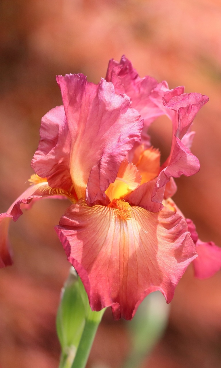 Macro Pink Irises wallpaper 768x1280