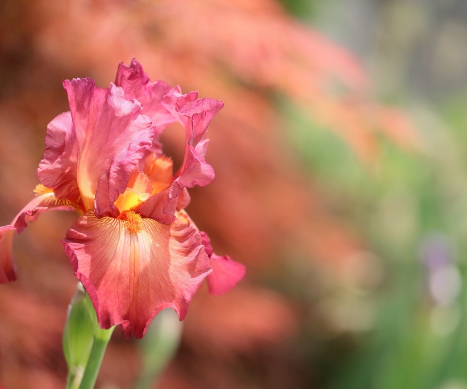 Обои Macro Pink Irises 960x800