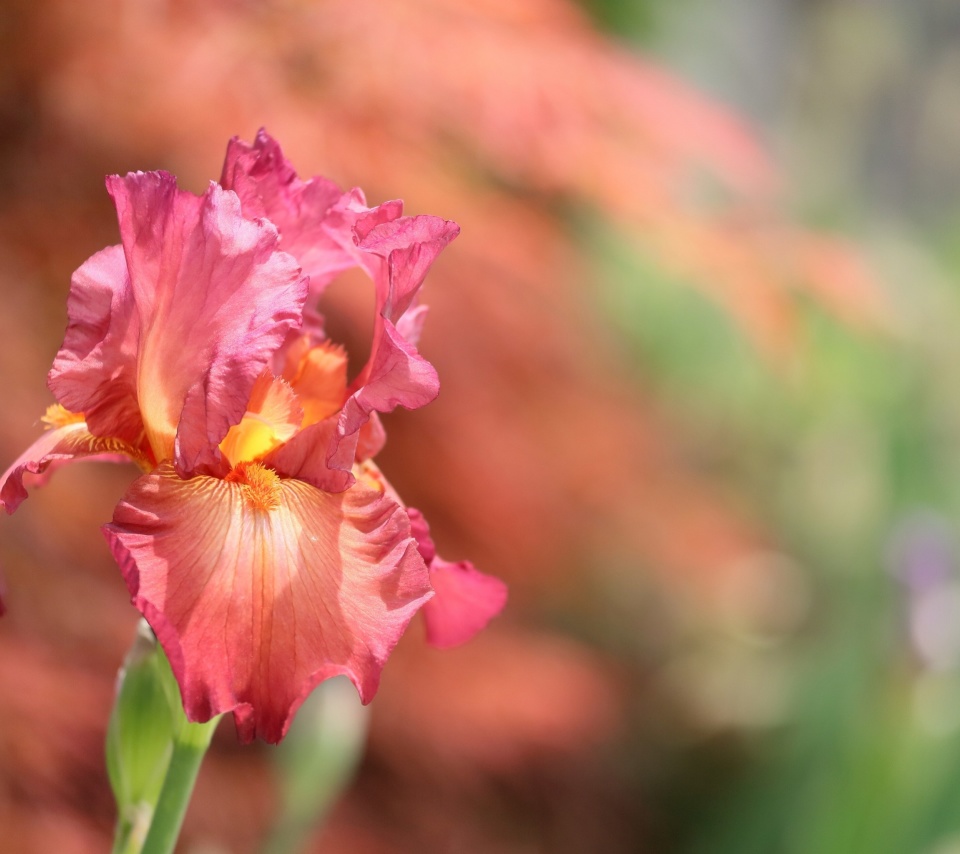 Das Macro Pink Irises Wallpaper 960x854