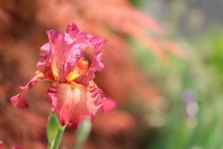 Free Macro Pink Irises Picture for Android, iPhone and iPad