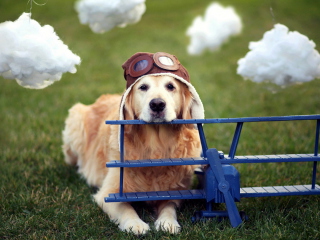 Pilot Dog screenshot #1 320x240