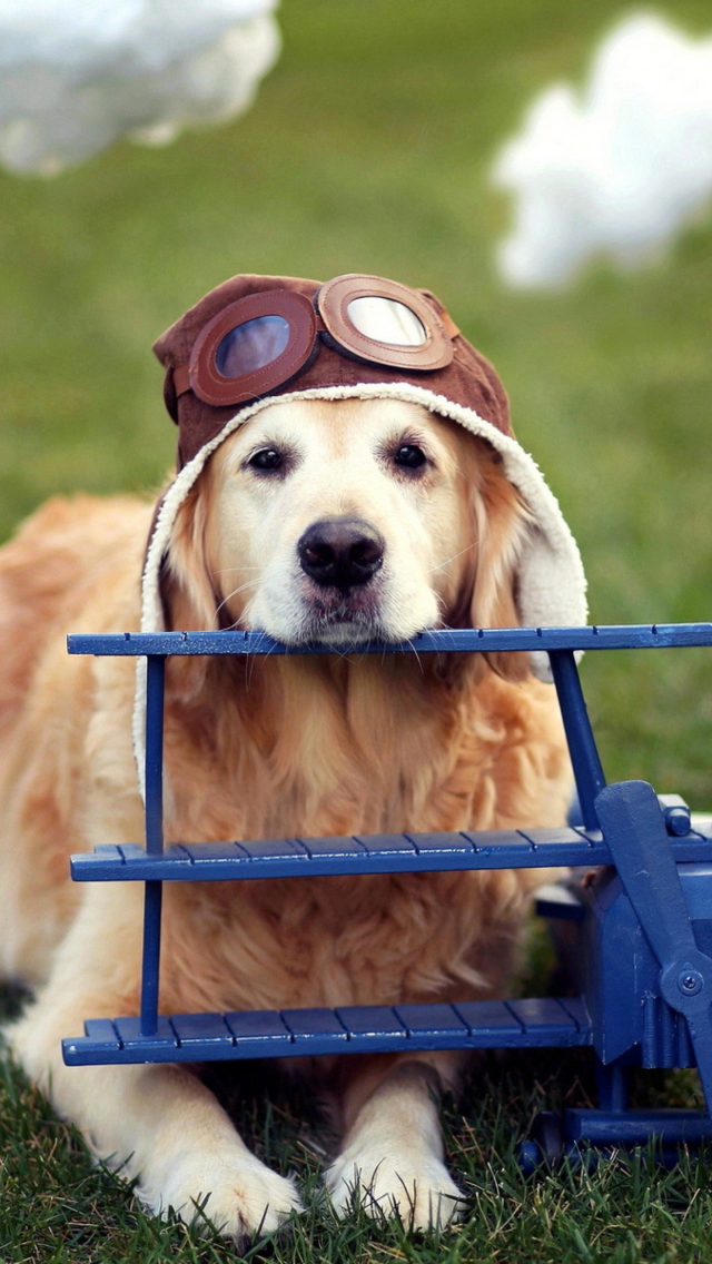 Pilot Dog wallpaper 640x1136