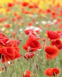 Poppies In Nature wallpaper 128x160