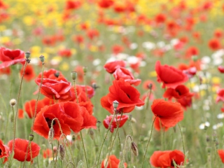 Poppies In Nature wallpaper 320x240
