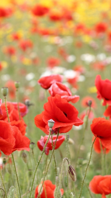 Poppies In Nature wallpaper 360x640