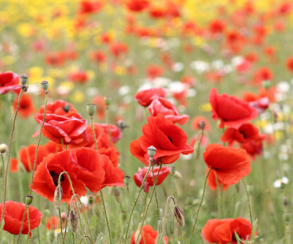 Poppies In Nature wallpaper 960x800