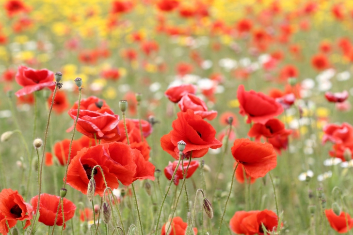 Poppies In Nature wallpaper